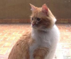yapboz Kahverengi ve beyaz kedi